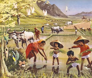 A rice, or paddy, field in Malaya